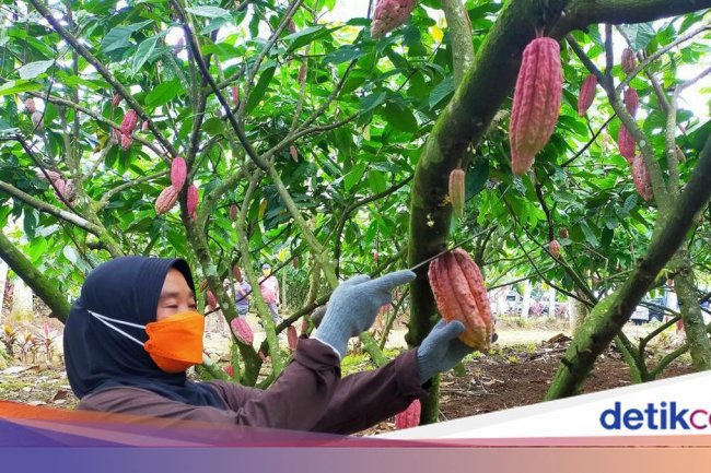 Nilai Ekspor Tembus Rp 44 T, Hilirisasi Kakao Kini Dikebut