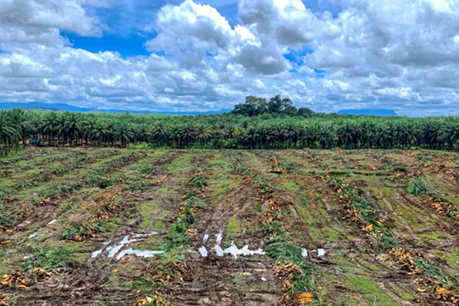 Replanting Tertunda, Produksi Sawit Malaysia Terancam Turun Saat Harga CPO 2025 Cetak Rekor