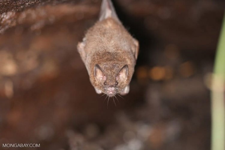 Virus Nipah Merebak, Ancaman Tersembunyi Deforestasi