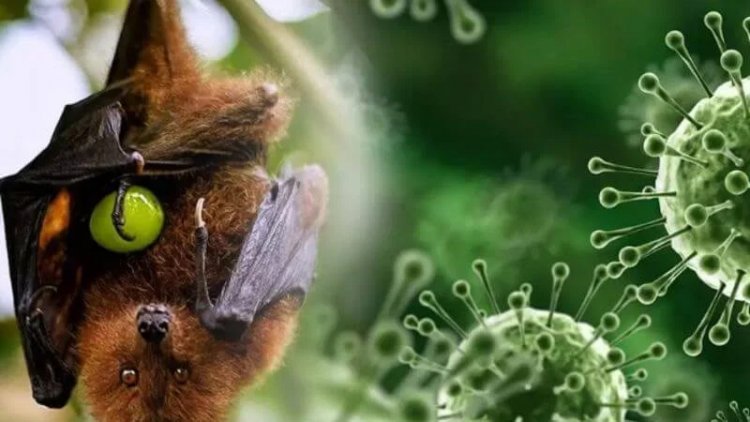Diimbau Tetap Waspada, NTB Pastikan Belum Ada Kasus Positif Virus Nipah