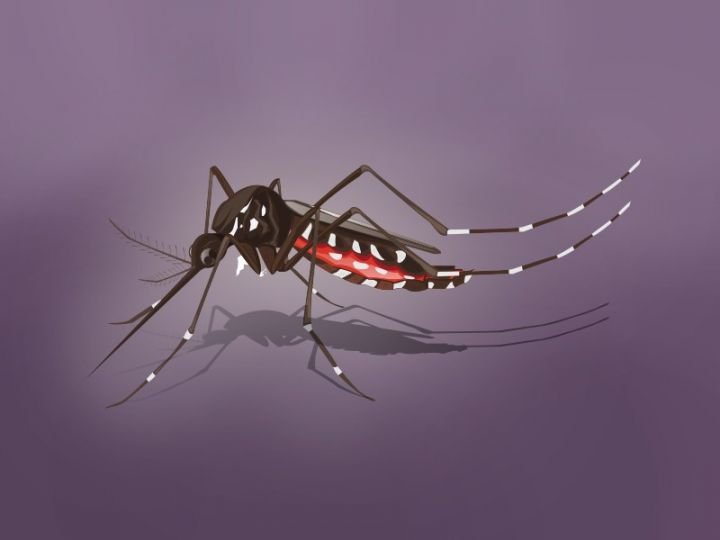 Jumlah Pasien DBD Meninggal Menurun Signifikan