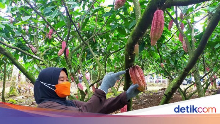 Nilai Ekspor Tembus Rp 44 T, Hilirisasi Kakao Kini Dikebut