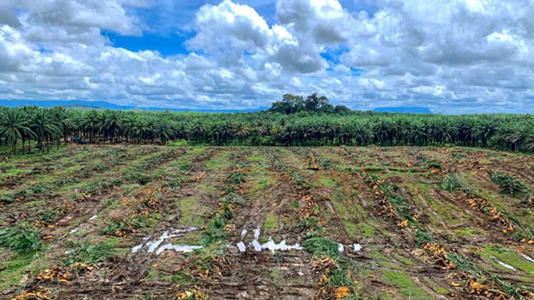 Replanting Tertunda, Produksi Sawit Malaysia Terancam Turun Saat Harga CPO 2025 Cetak Rekor