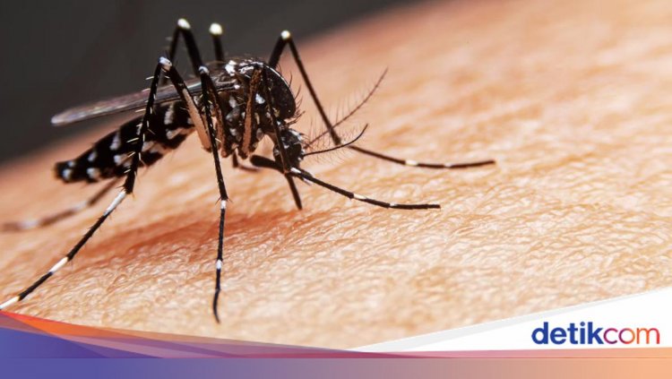 Eksperimen Nyamuk Wolbachia di Singapura Tekan Kasus DBD Hingga 70 Persen
